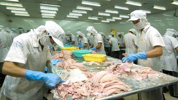  Việt Nam đứng thứ 4 xuất khẩu mực chế biến vào EU